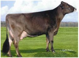 BROWN SWISS