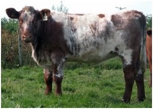 SHORTHORN