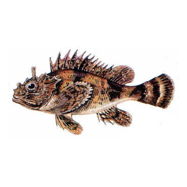 ISKORPIT, ADA BEYİ Balık Çeşitleri ve Pişirme Tarifleri Et ve Süt