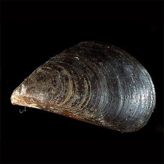 Mytilus Galloprovincialis(Akdeniz Midyesi) Balık Çeşitleri ve Pişirme