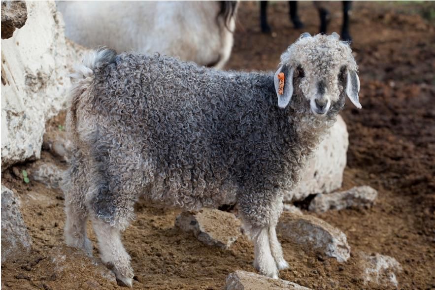 Ankara Keçisi (Tiftik Keçisi) Keçi Irkları Et ve Süt Kurumu ESK