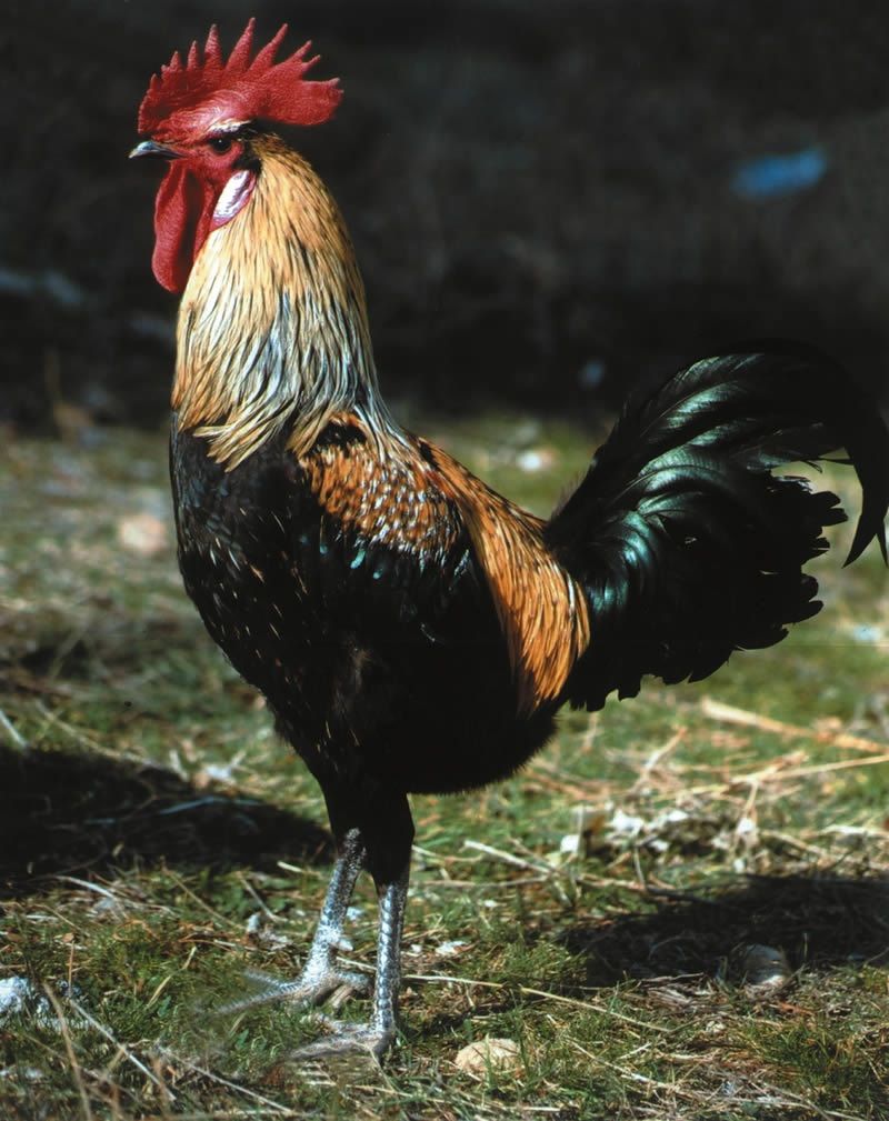 Denizli Yerli Irklar Et Ve Sut Kurumu Denizli Yerli Irklar Et Ve Sut Kurumu