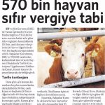 Et ve Süt Kurumuna Canlı Hayvan İthalatında Tarife Kontenjanı