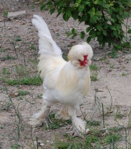 A White Sultan (chicken)