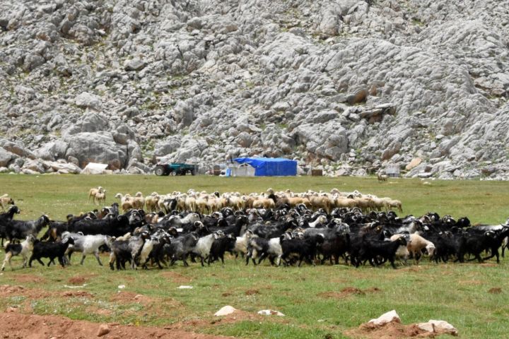 Yörükler, Yaylalarla Buluşmaya Başladı