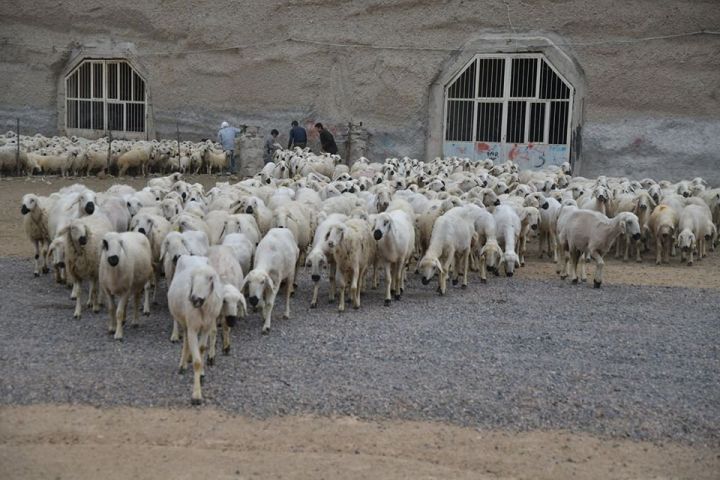 4 Koyun İle Başladı, 800 Koyunu Oldu