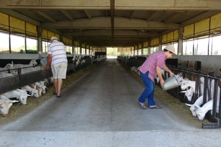 Saanen Keçisi Çiftliği İle Pandemi Döneminde Huzurlu Hayat