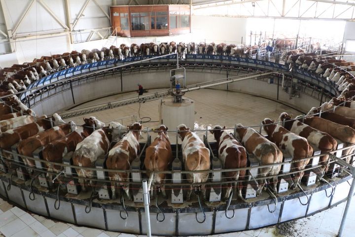Türkiye'nin En Büyük Çiftliğinde Günde 80 Ton Süt Elde Ediliyor