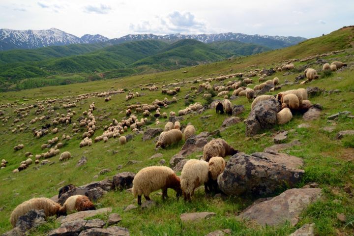 Muş’ta Yaylalar Şenlendi