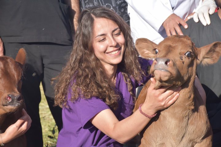 Teksas'tan Kars'a Getirilen Beefmaster Irkı İlk Buzağılar Doğdu