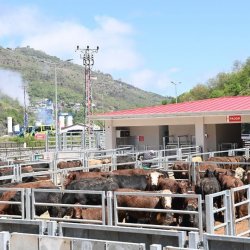 Et ve Süt Kurumu Trabzon Et Kombinası Hizmete Açıldı