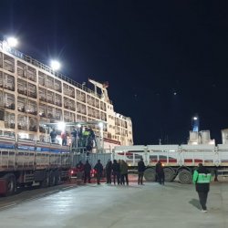 Üreticilere Besilik Danalar Teslim Edilmeye Başladı