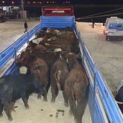 Üreticilere Besilik Danalar Teslim Edilmeye Başladı