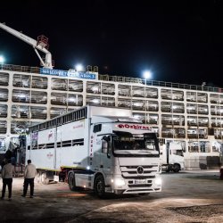 Üreticilere Besilik Danalar Teslim Edilmeye Başladı
